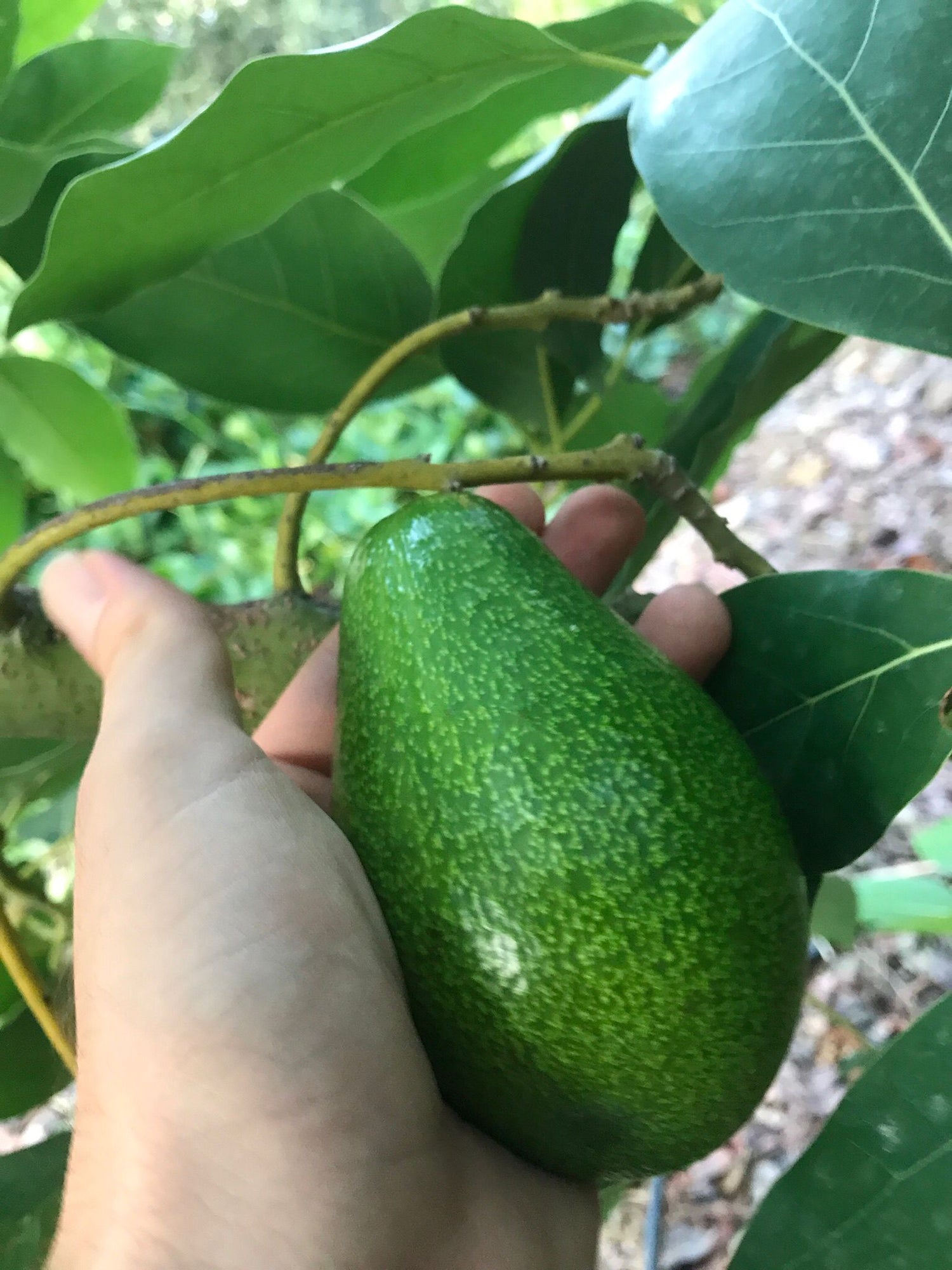 Avokado