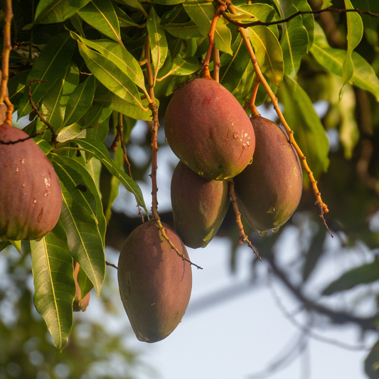 Mango 300g üstü (1 adet)