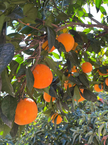 Fırsat Paketi C Vitamini EKSTRA - Avokado, Muz, Portakal, Limon , Kamkat